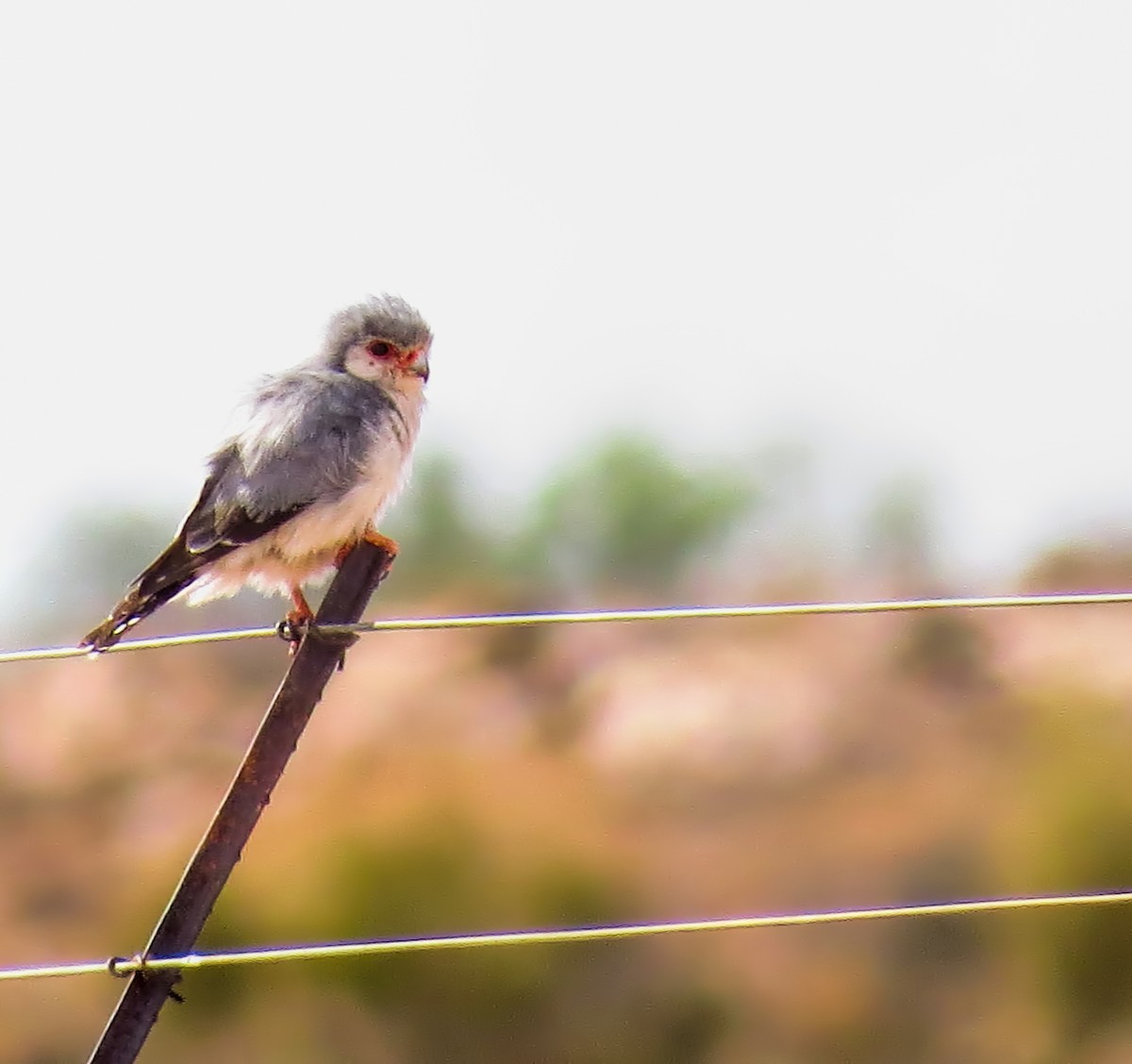 Pygmy Falcon - ML292683241