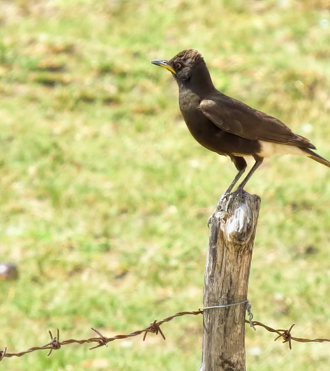 African Pied Starling - ML292683611