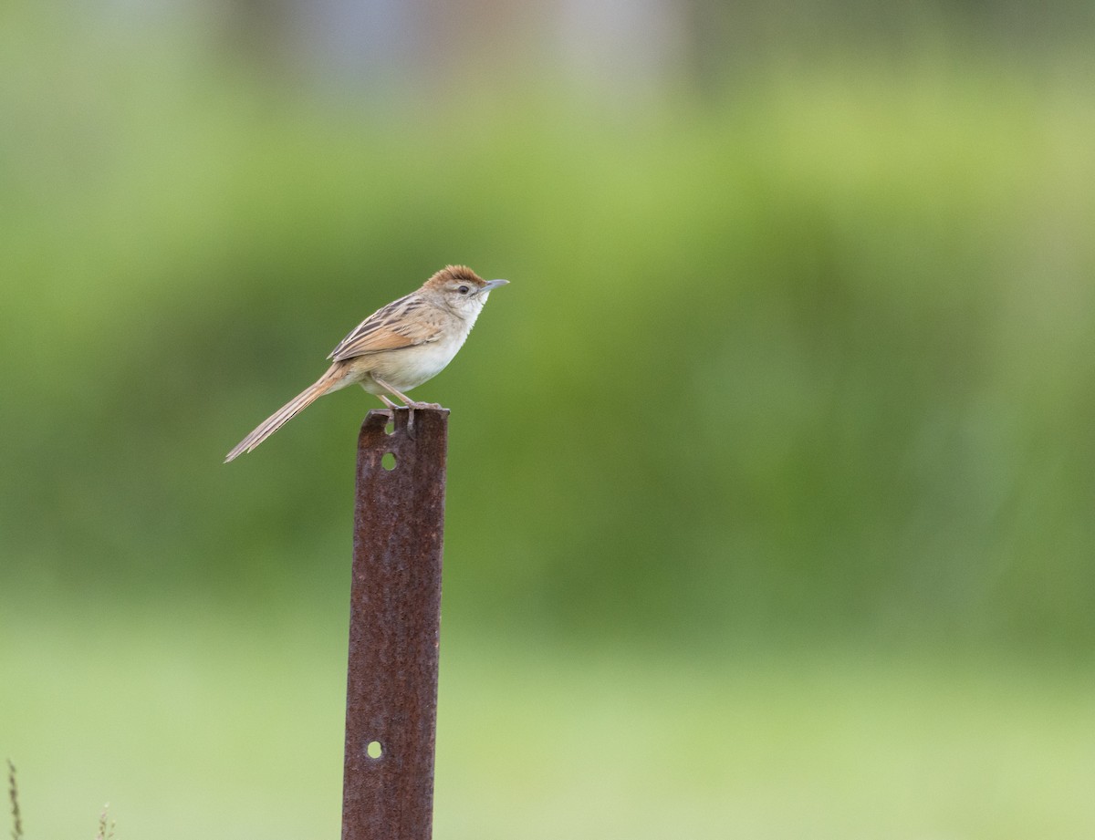 Tawny Grassbird - ML292684221