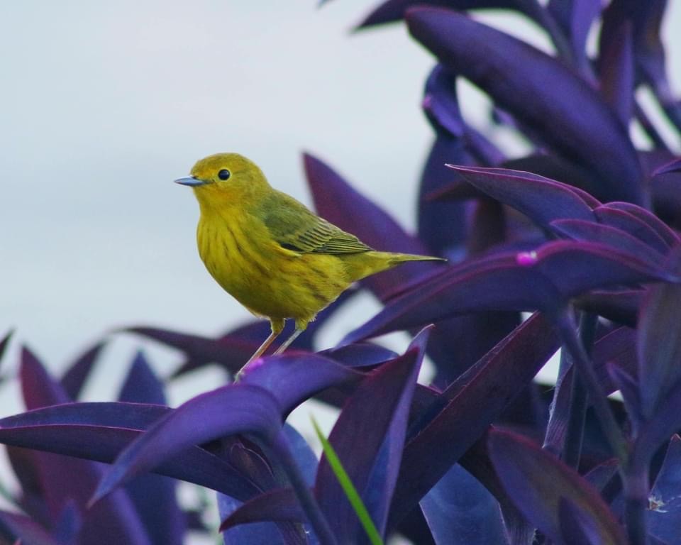 Yellow Warbler - ML292685371