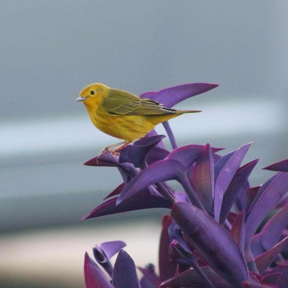 Yellow Warbler - ML292685421