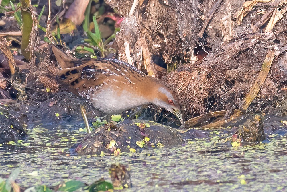 Baillon's Crake - Souvik Roychoudhury