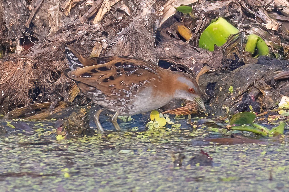 Baillon's Crake - Souvik Roychoudhury