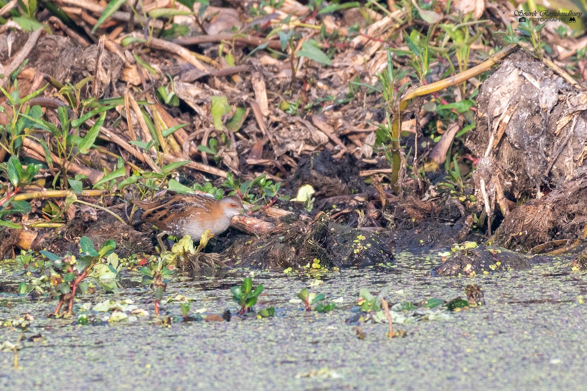 Baillon's Crake - Souvik Roychoudhury