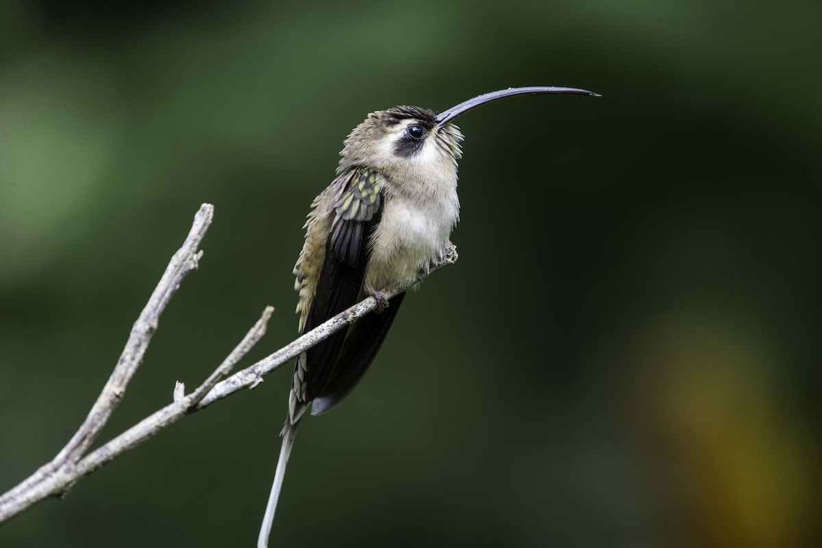 Long-billed Hermit - Jorge Eduardo Ruano