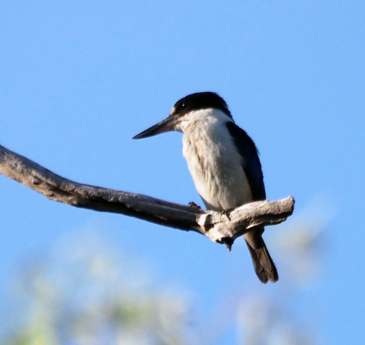 Forest Kingfisher - ML292688071