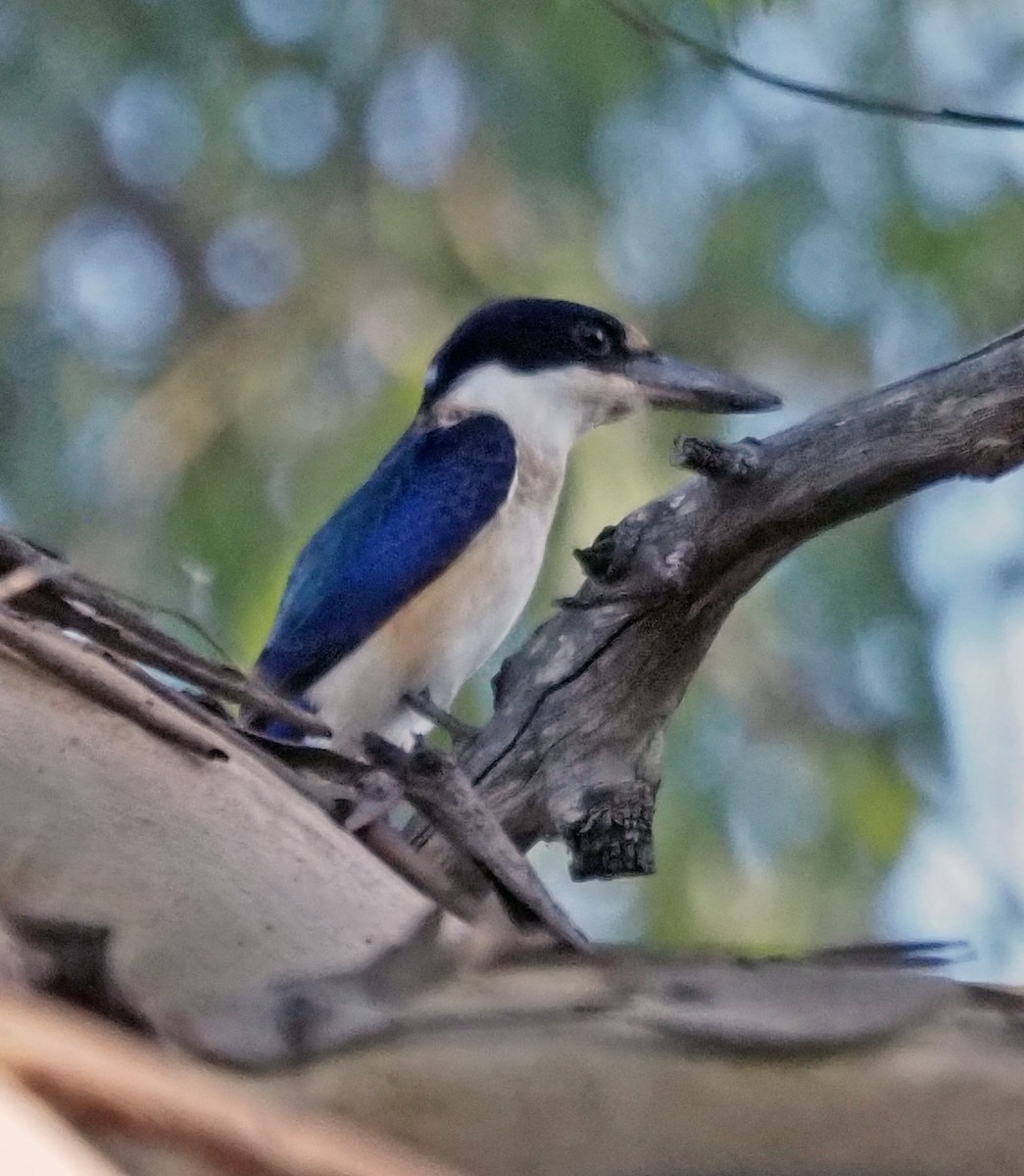 Forest Kingfisher - ML292688081