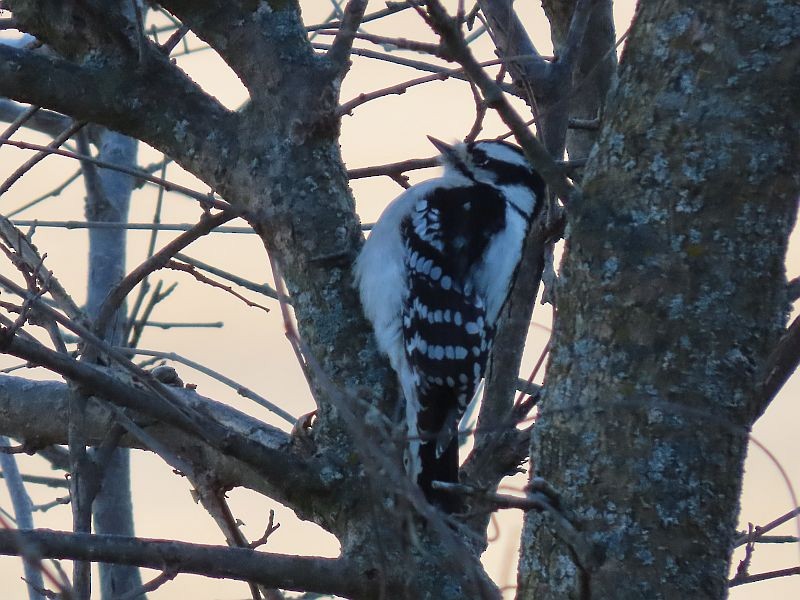 Downy Woodpecker - ML292688741