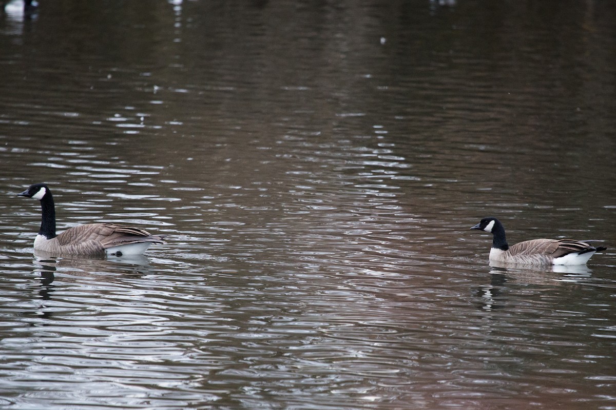 Canada Goose (canadensis Group) - ML292689331