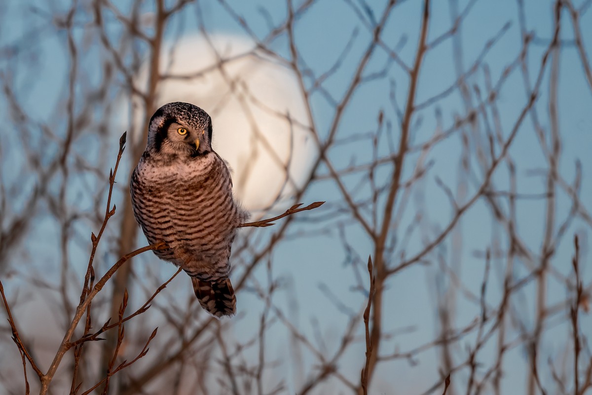 Northern Hawk Owl - ML292692491