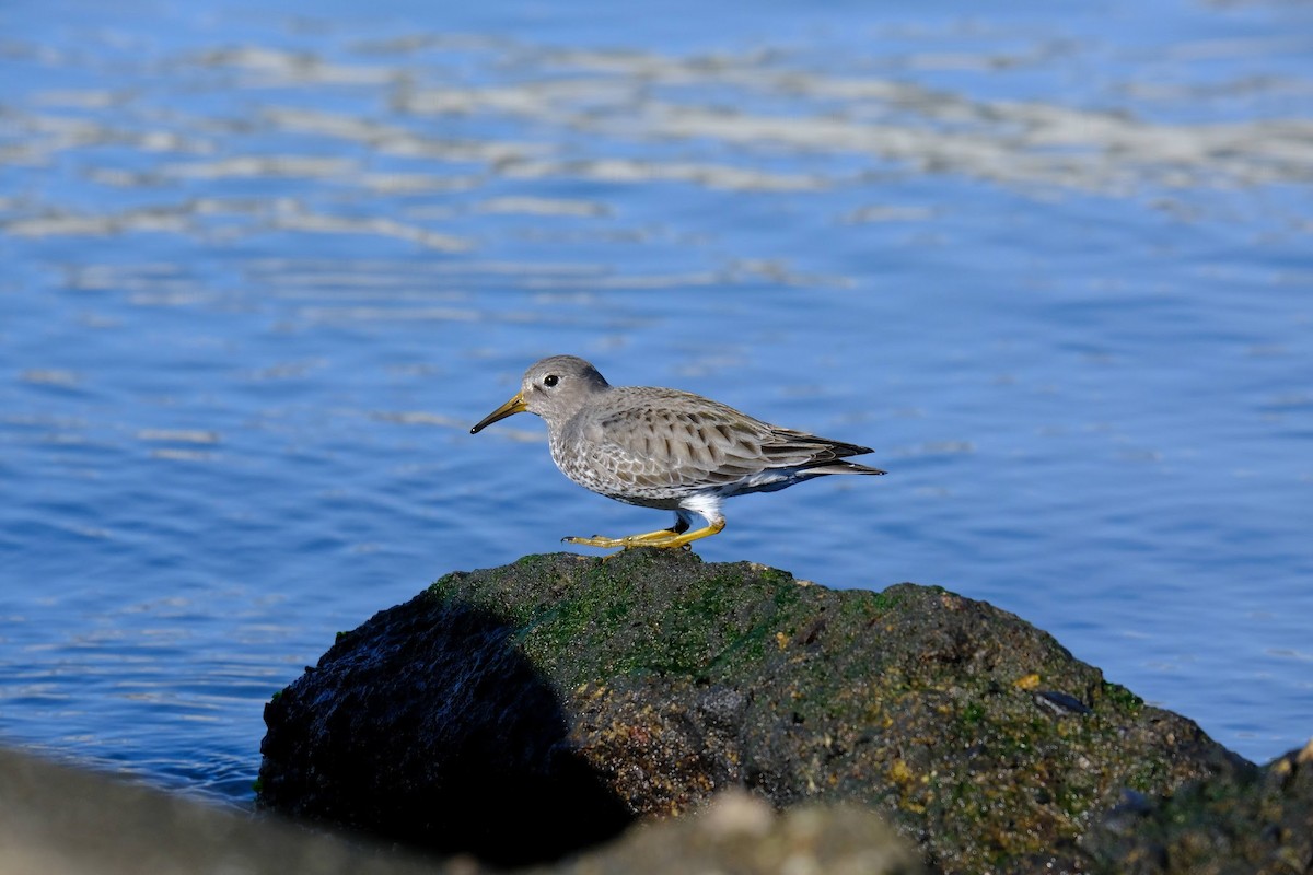 Rock Sandpiper (tschuktschorum) - Rajan Rao