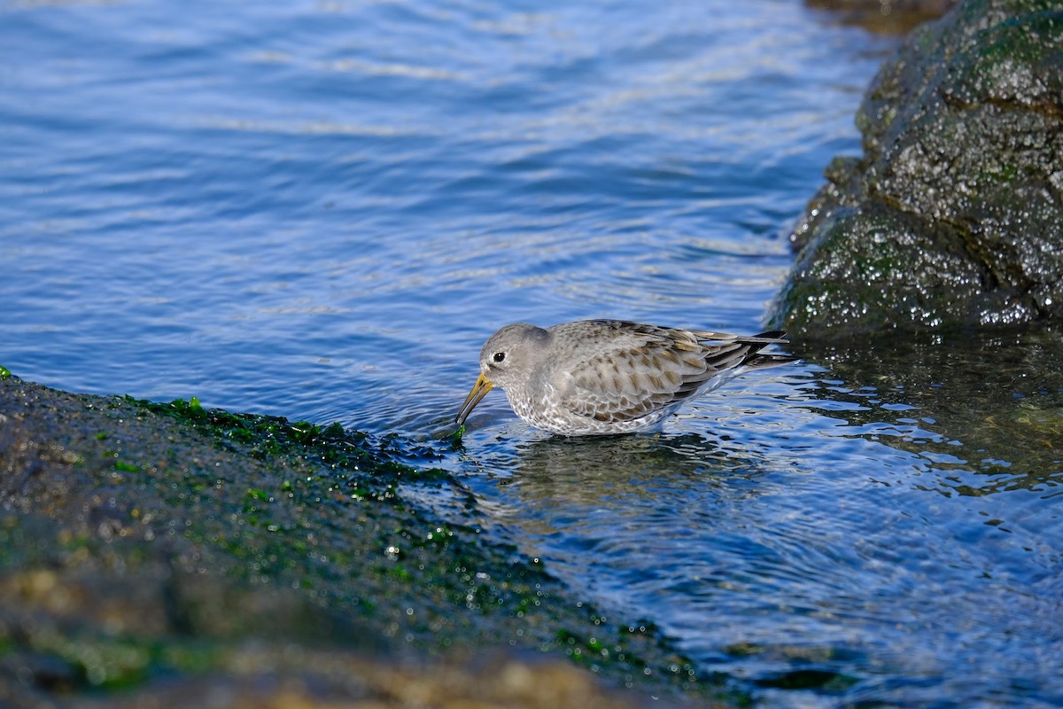 Rock Sandpiper (tschuktschorum) - Rajan Rao