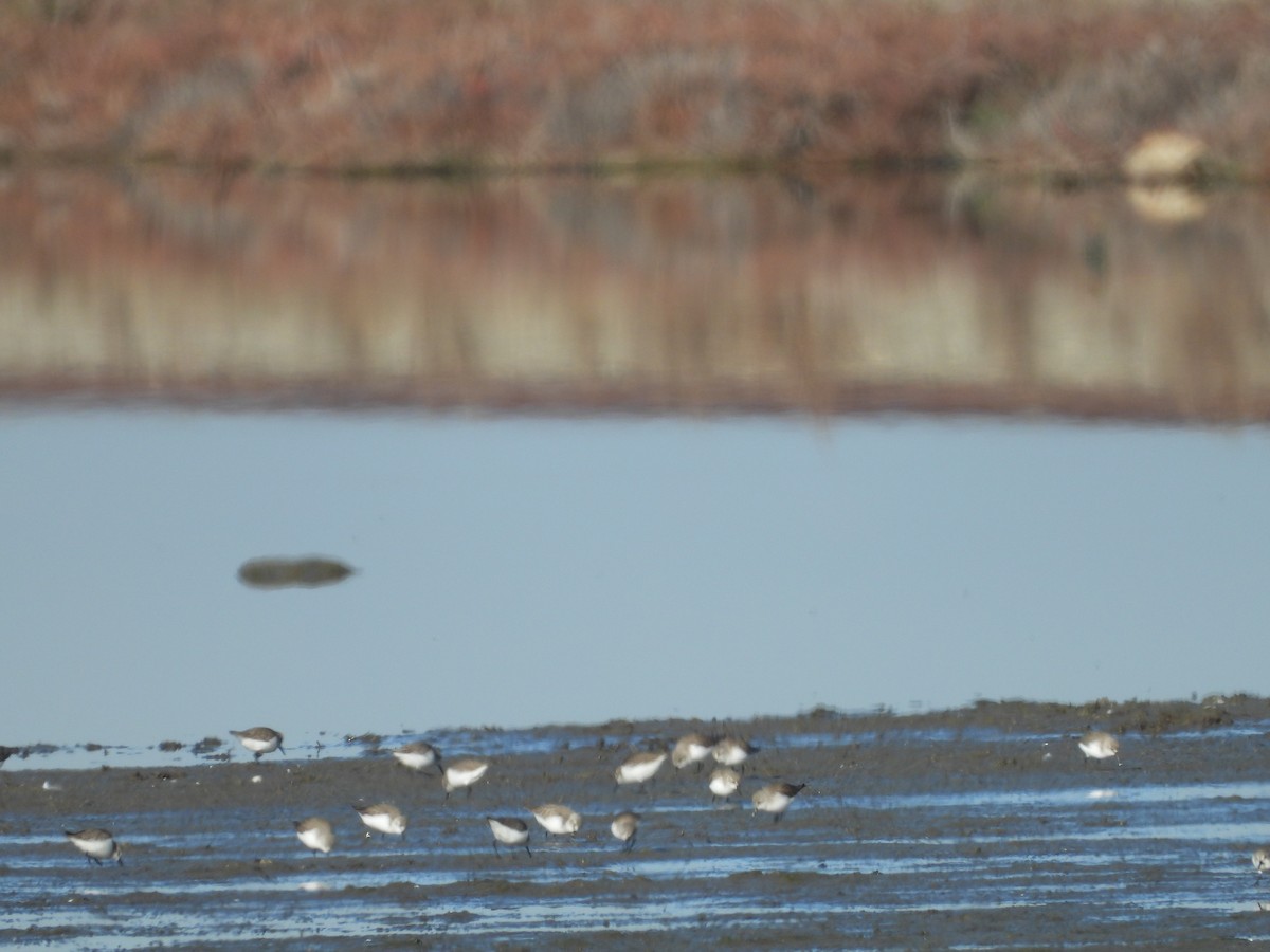 Correlimos de Alaska - ML292696211