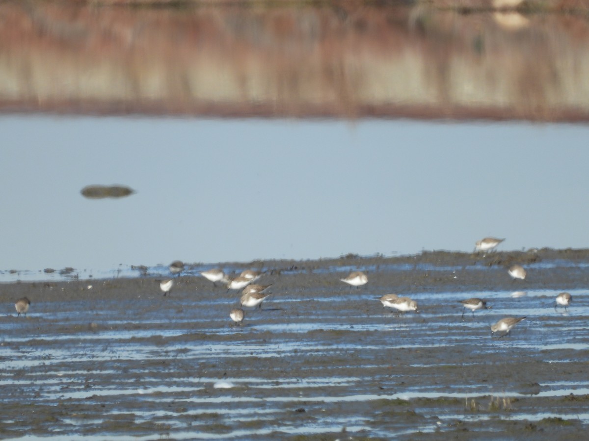 Bergstrandläufer - ML292696241