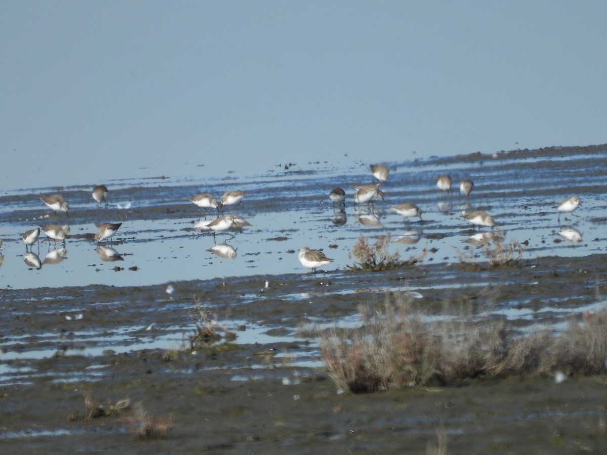 Western Sandpiper - Howard Friedman