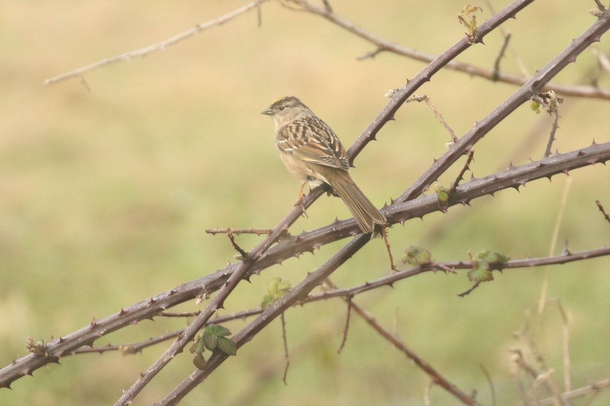 Golden-crowned Sparrow - ML292697211
