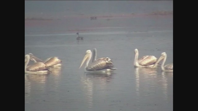 pelikán bílý - ML292697801