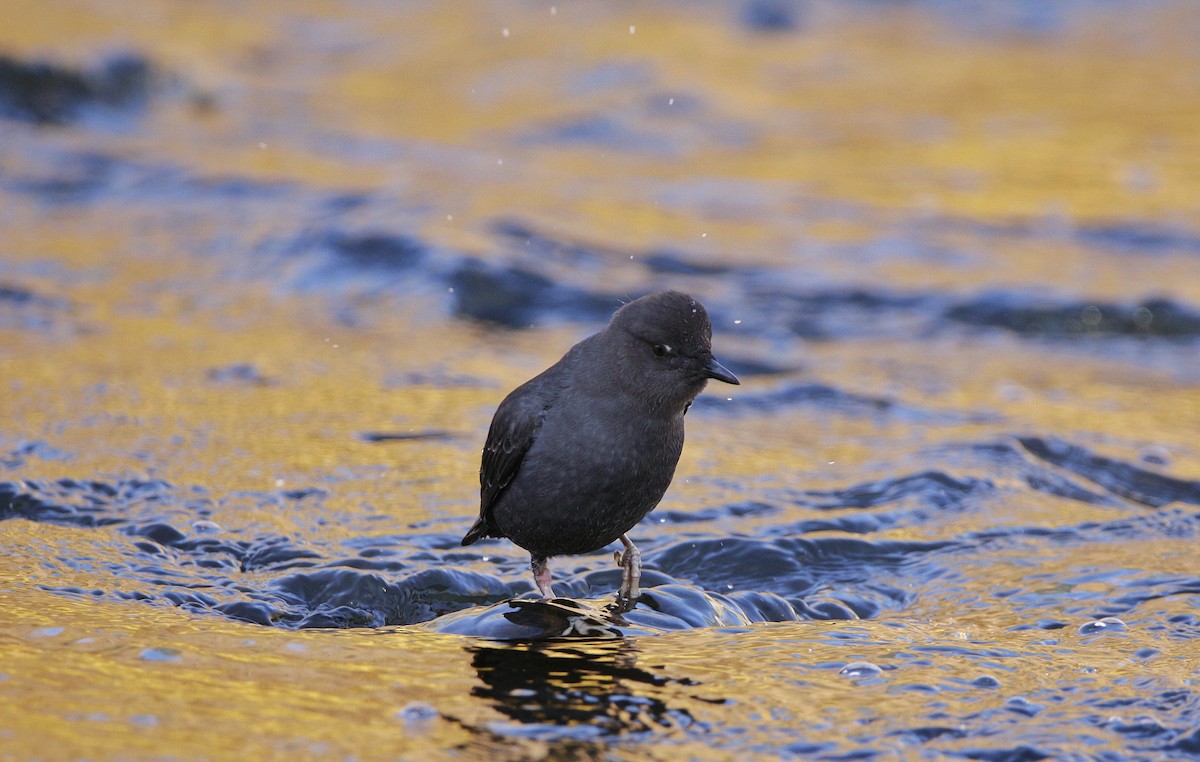 American Dipper - ML292697881