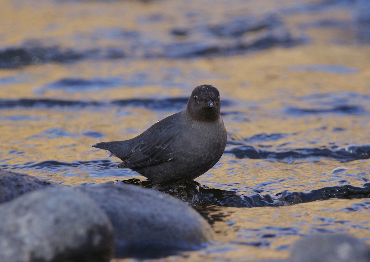 American Dipper - ML292697891