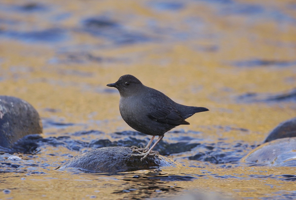 American Dipper - Kiehl Smith