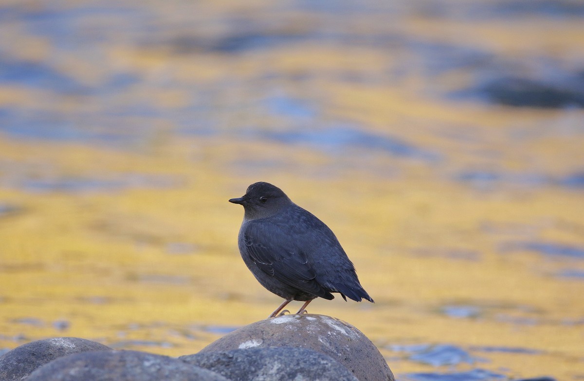 American Dipper - Kiehl Smith