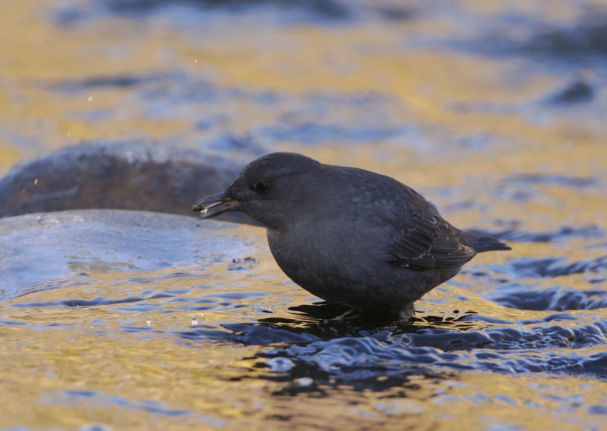 American Dipper - Kiehl Smith