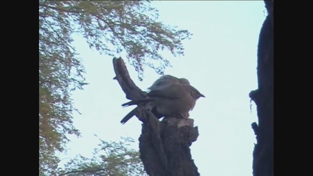 Large Gray Babbler - ML292698431