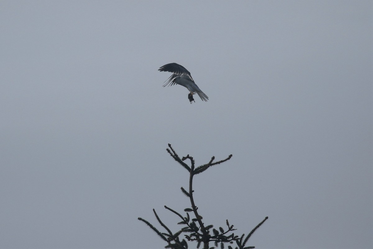 White-tailed Kite - ML292700541