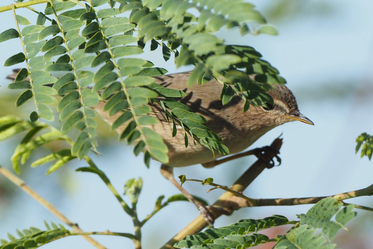 Dusky Warbler - ML292700621