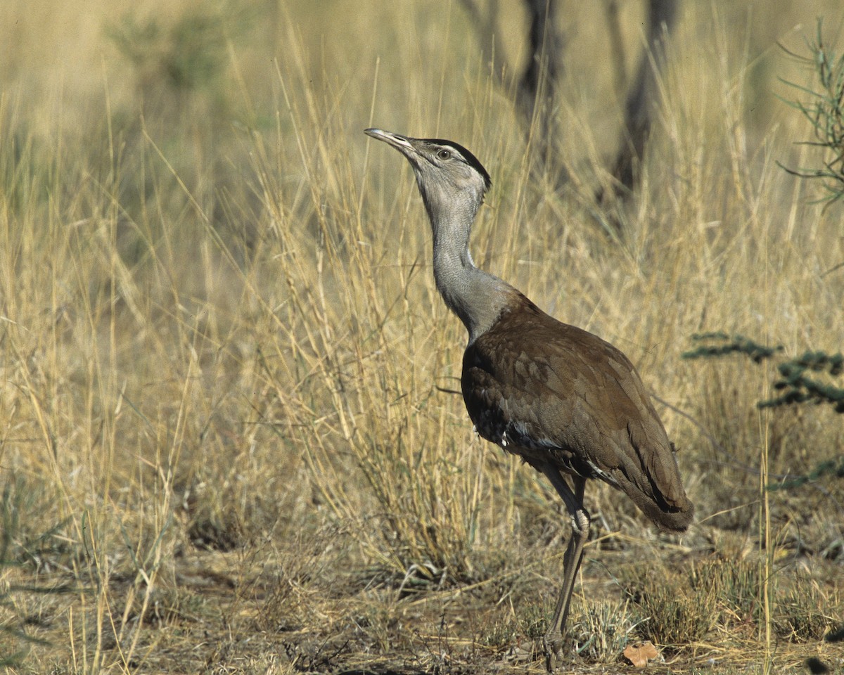 Australian Bustard - Bruce Robinson