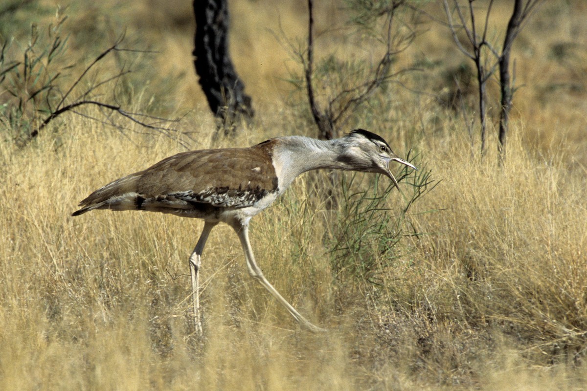 Australian Bustard - ML292701571