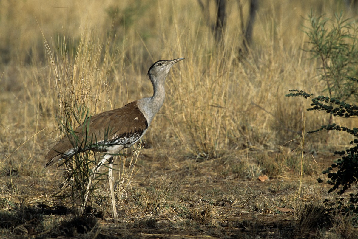 Australian Bustard - ML292701621