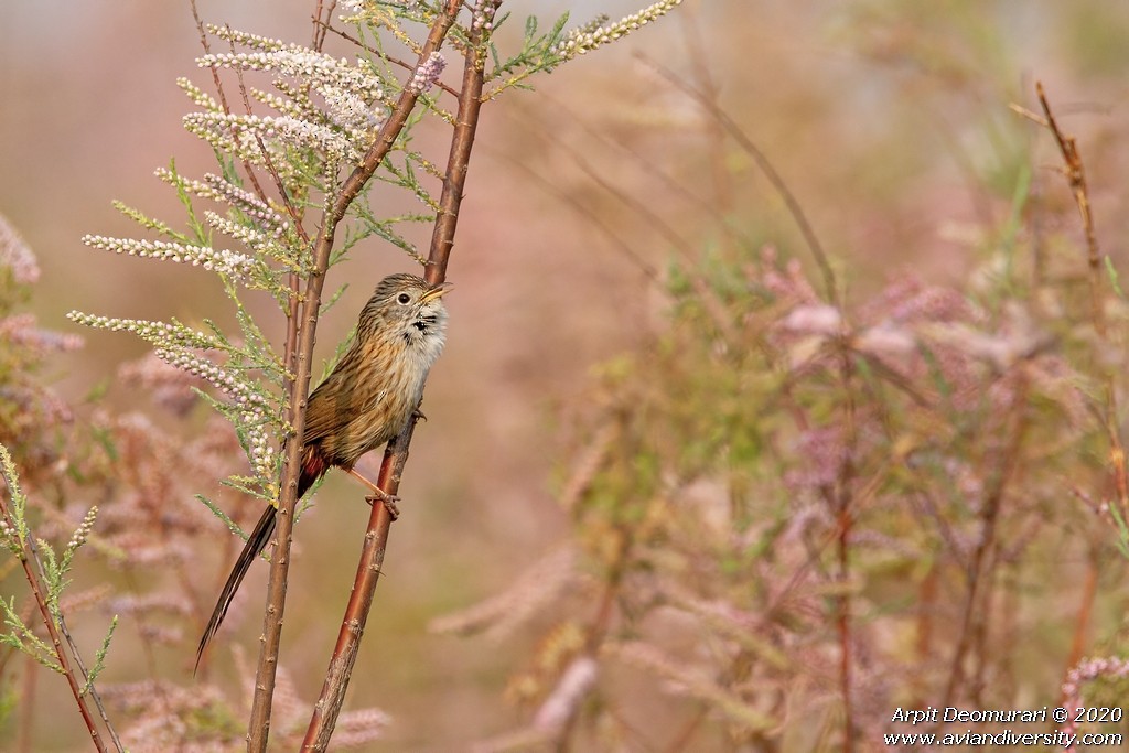 Rufous-vented Grass Babbler - ML292702851