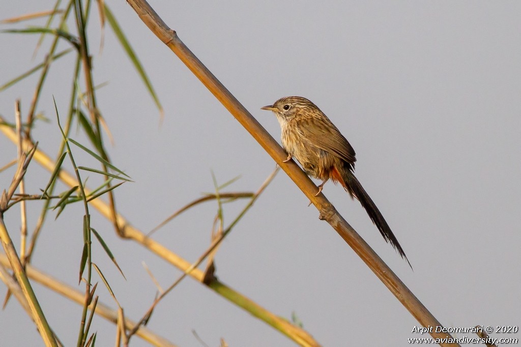 Rufous-vented Grass Babbler - ML292702861