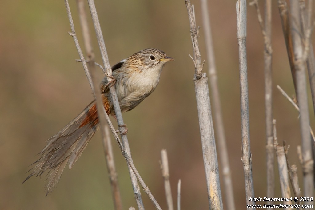 Rufous-vented Grass Babbler - ML292702871