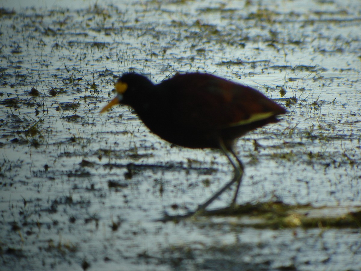 Jacana du Mexique - ML292703161