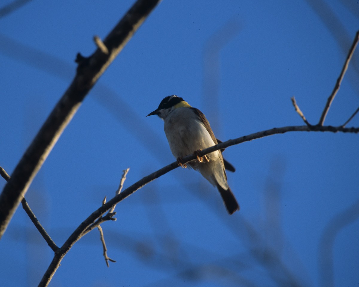 Black-chinned Honeyeater - ML292705191