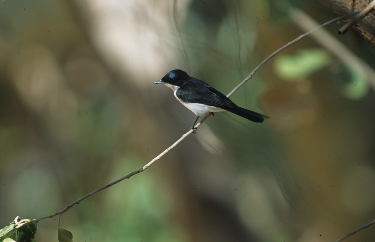 Paperbark Flycatcher - ML292705761