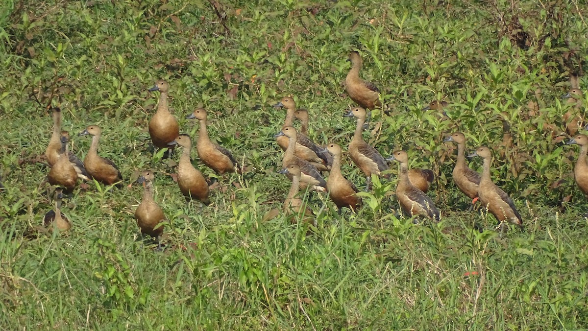 Lesser Whistling-Duck - ML292708381