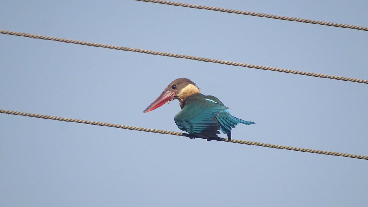 Stork-billed Kingfisher - ML292708811