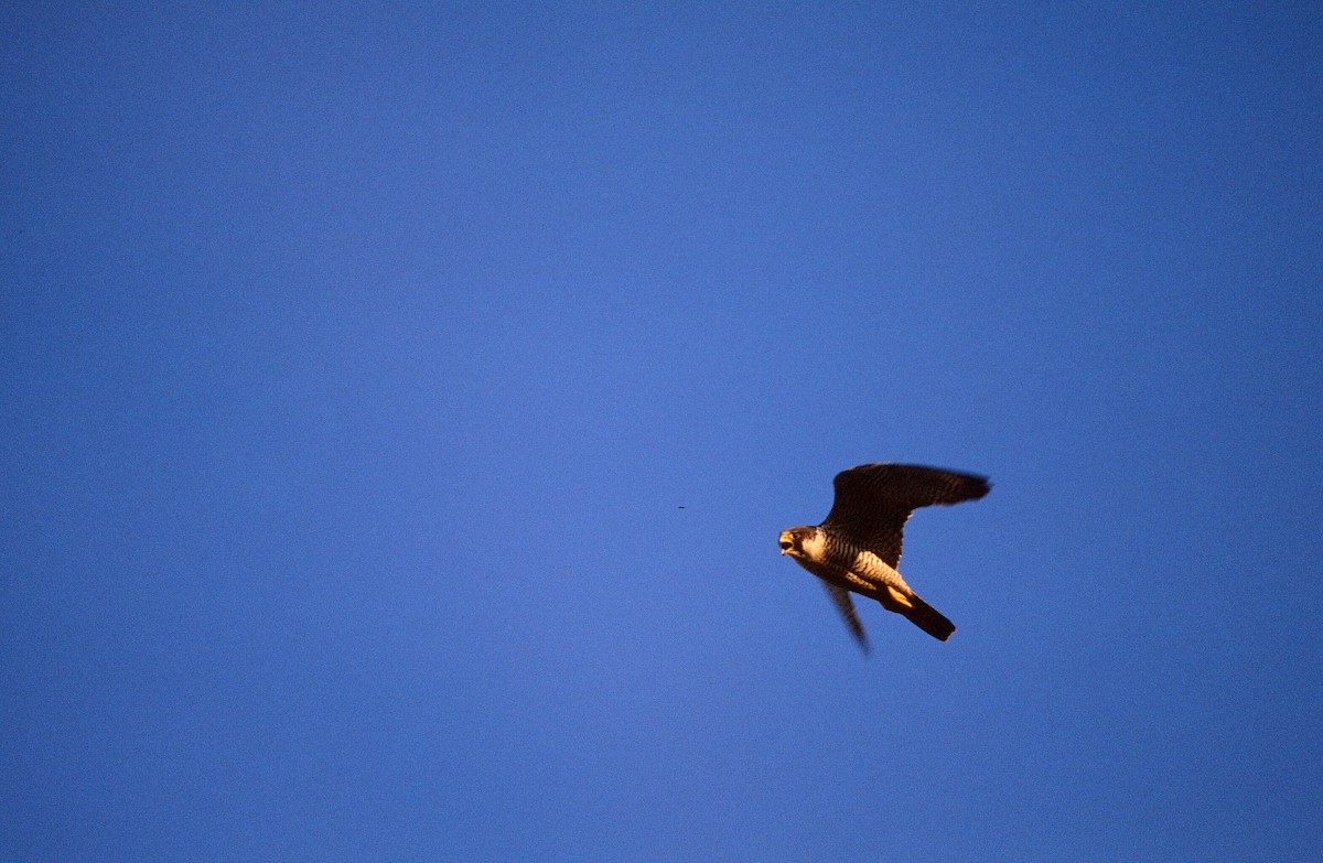 Peregrine Falcon - ML292709571