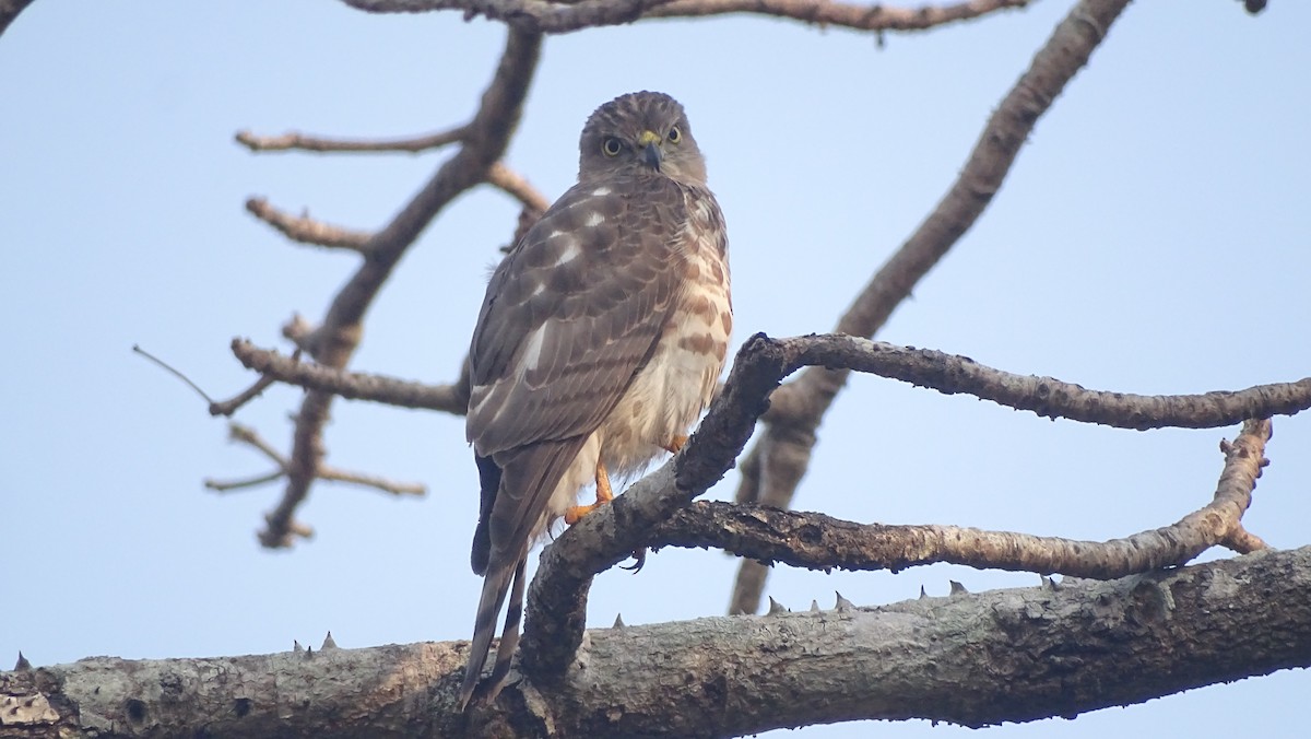 Azor/Gavilán sp.  (Accipiter sp.) - ML292711241