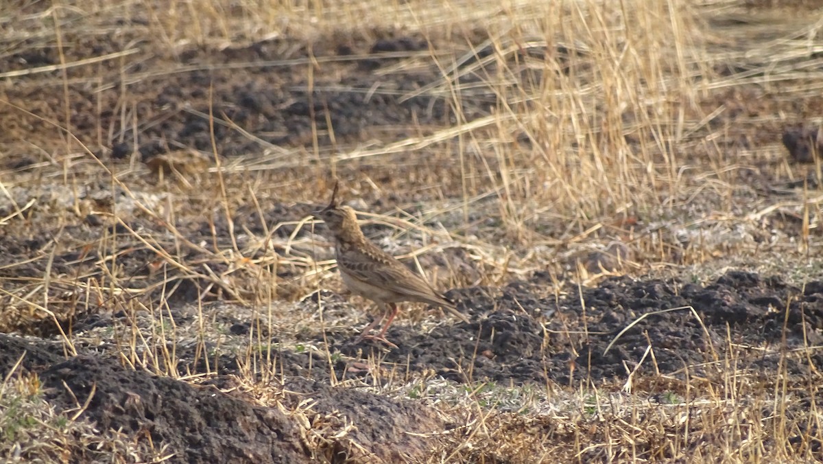 Cochevis de Malabar - ML292711311