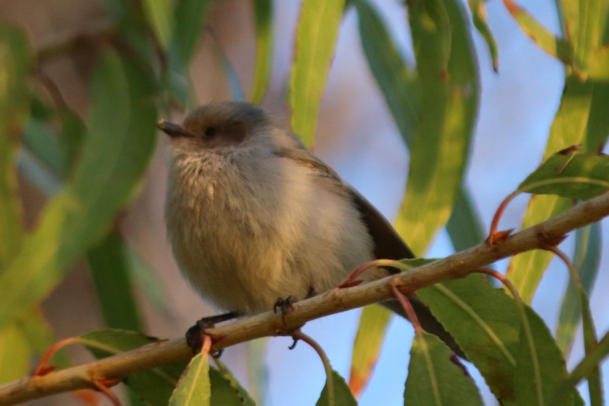 Bushtit - ML292712291