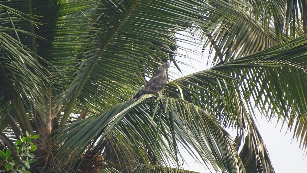 Oriental Honey-buzzard - ML292712831