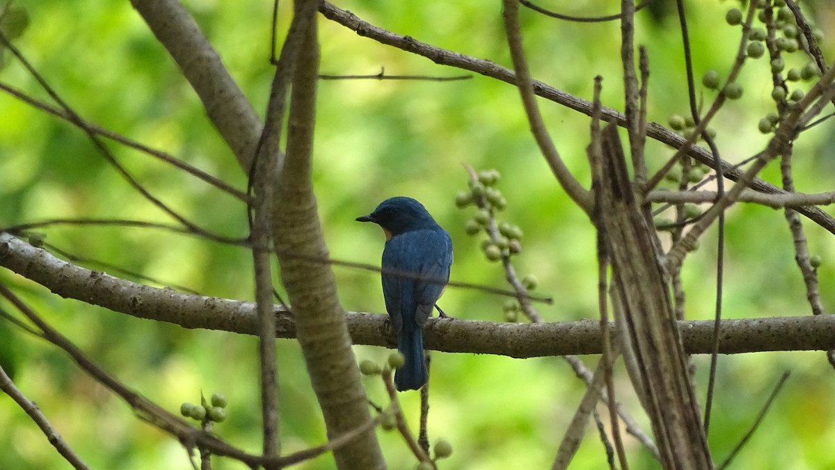 Tickell's Blue Flycatcher - Yuvan Aves