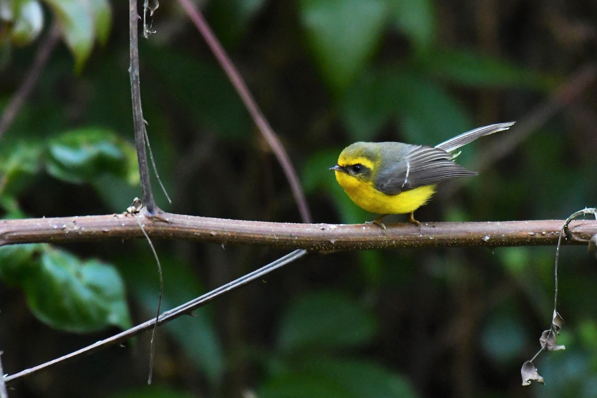 Yellow-bellied Fairy-Fantail - ML292716161