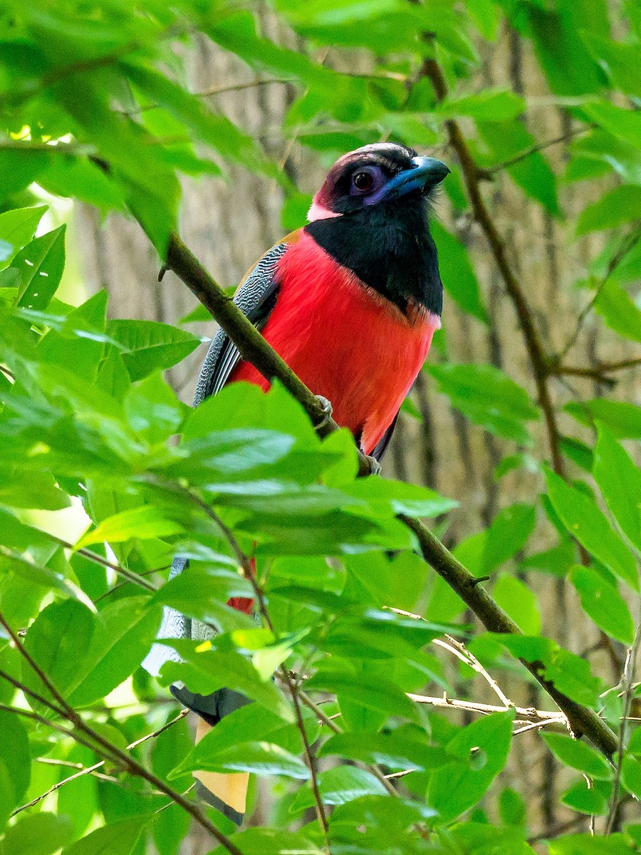 Diard's Trogon - Karyne Wee