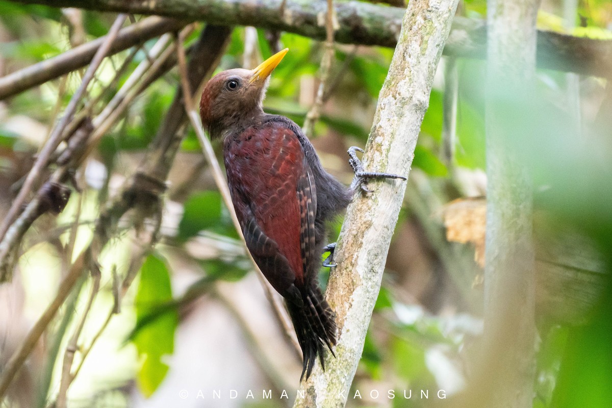 Maroon Woodpecker - ML292716841