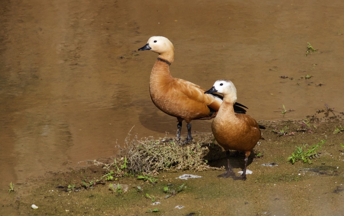 Ruddy Shelduck - ML292717361